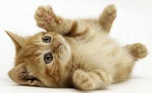 Como adotar um gatinho - Saiba onde escolher