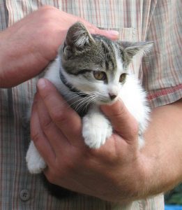 Como adotar um gatinho - Saiba onde escolher