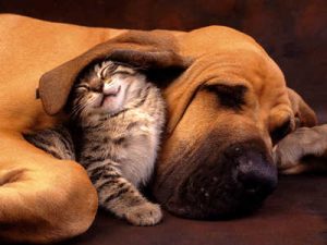 Como adotar um gatinho - Saiba onde escolher