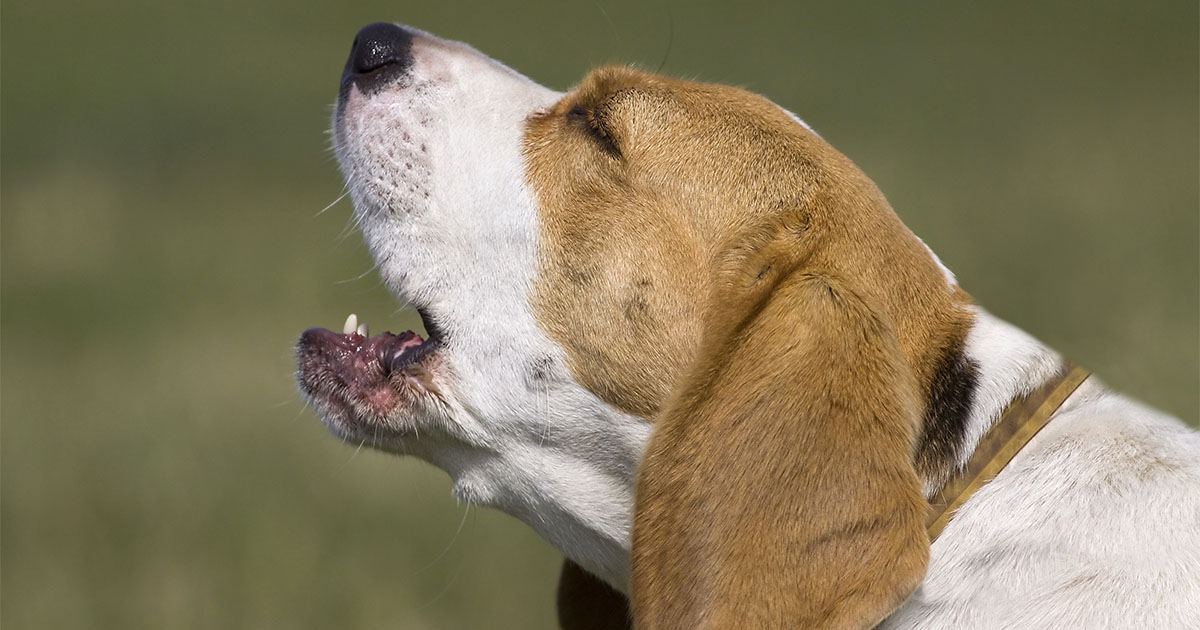 Empresa australiana promove um coral no qual cachorros irão 'cantar' música do Imagine Dragons