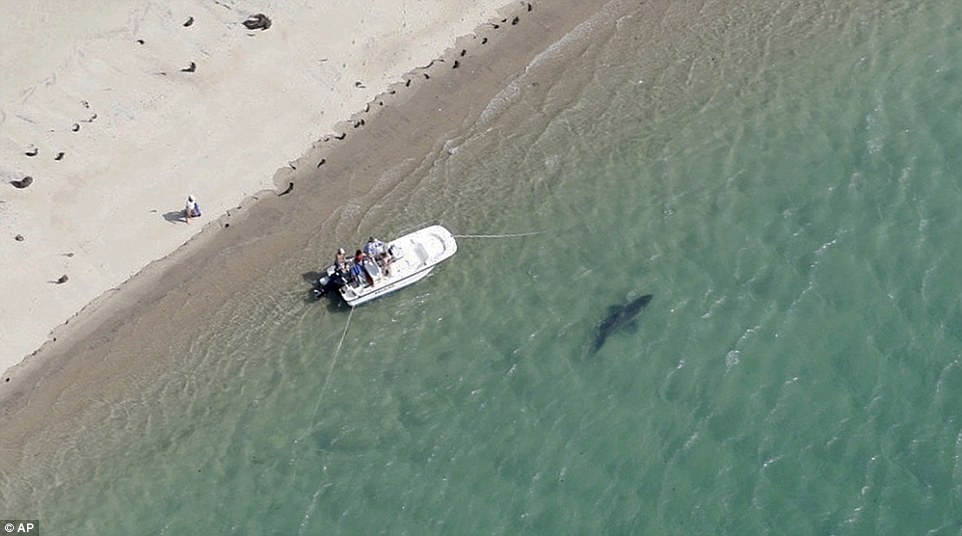 Grande Tubarão Branco é visto caçando na costa de Massachusetts