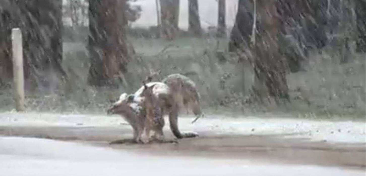 Austrália, de calor intenso e incêndios à neve