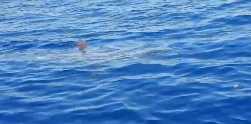Video gravado de barco mostra o momento exato em que um grande tubarão o circunda