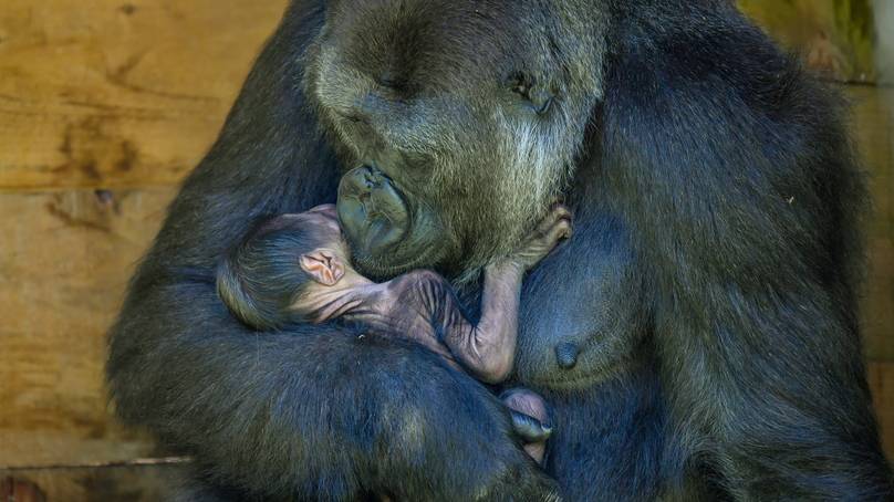 Gorila ameaçado de extinção dá à luz em zoológico de Bristol