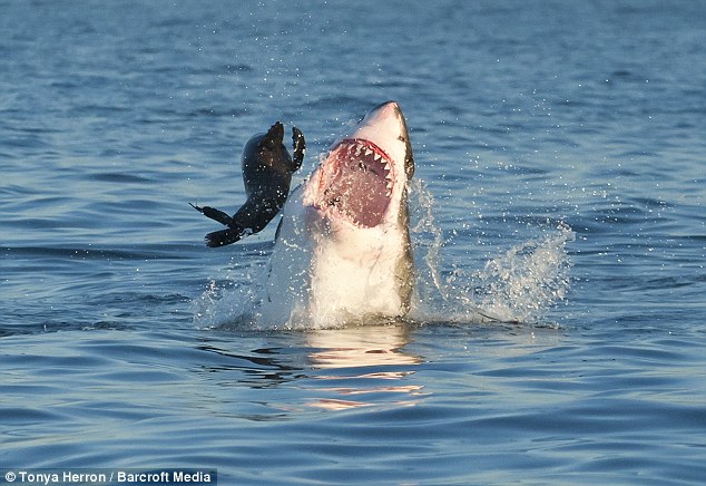 Grande Tubarão Branco é visto caçando na costa de Massachusetts