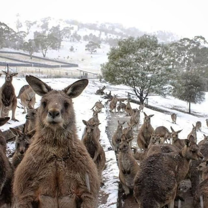 Austrália, de calor intenso e incêndios à neve