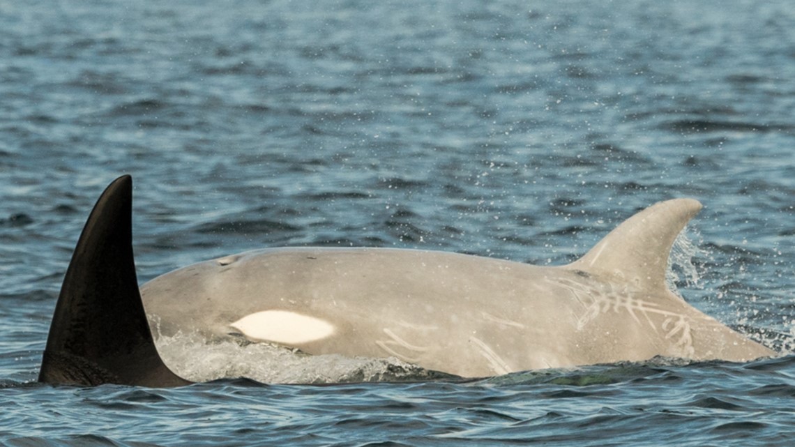 Baleia Orca albina extremamente rara é vista no Alasca