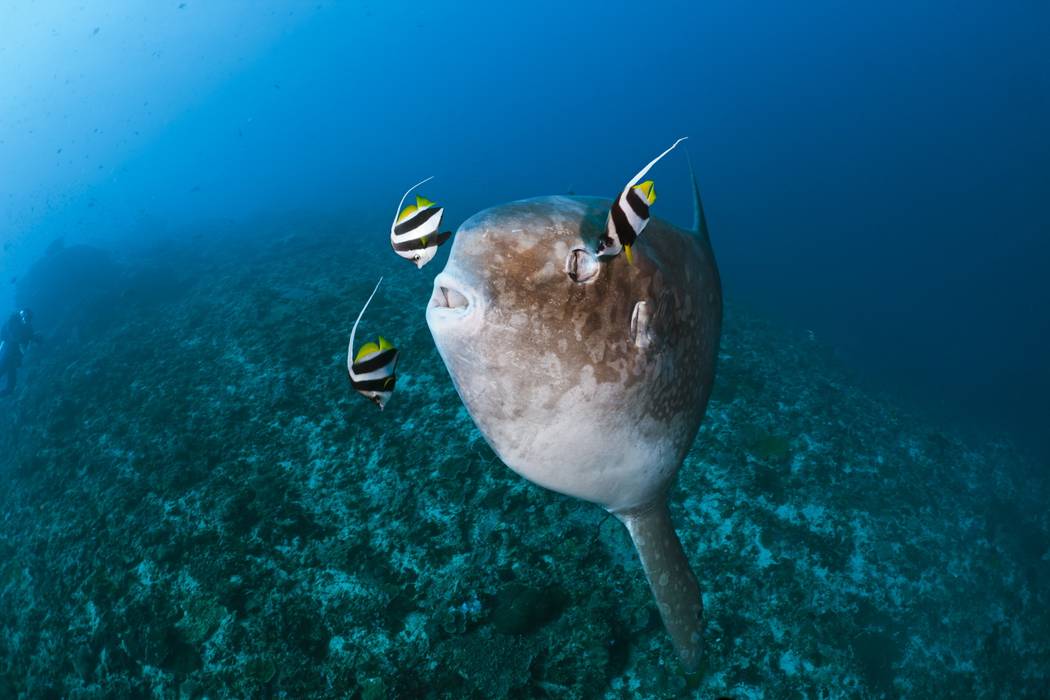 Os peixes-lua são cada vez mais vistos no litoral britânico
