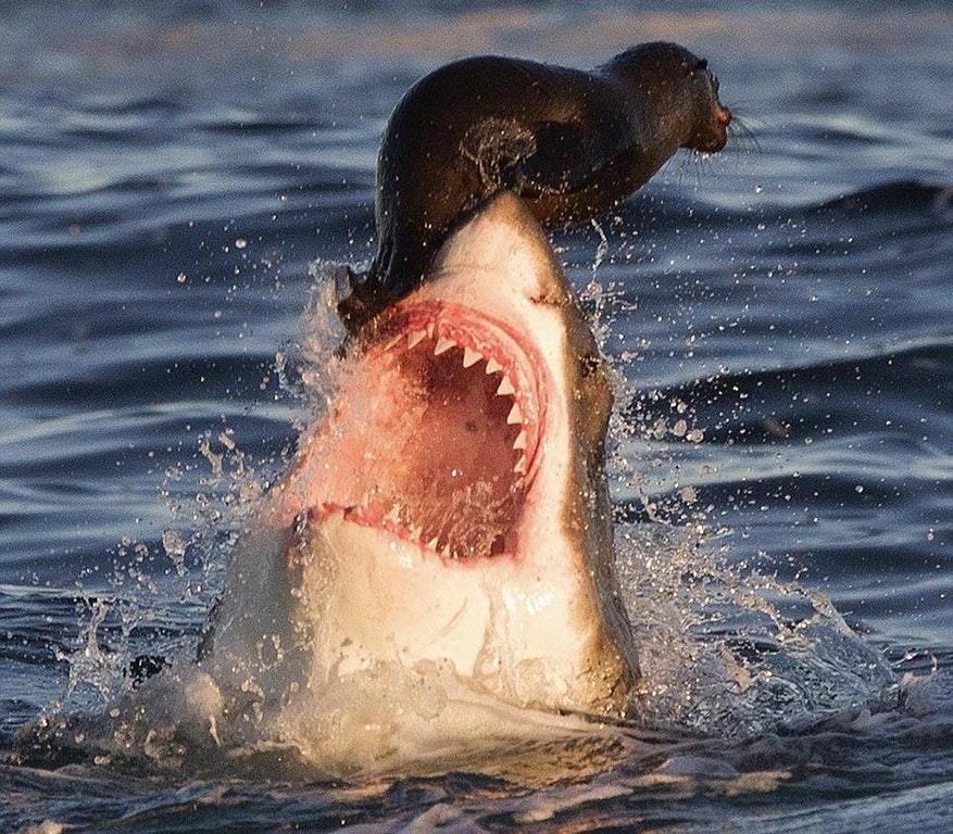 Grande Tubarão Branco é visto caçando na costa de Massachusetts