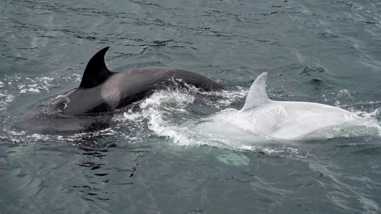 Baleia Orca albina extremamente rara é vista no Alasca