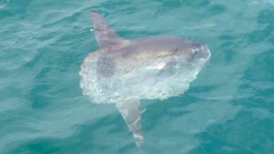 Os peixes-lua são cada vez mais vistos no litoral britânico