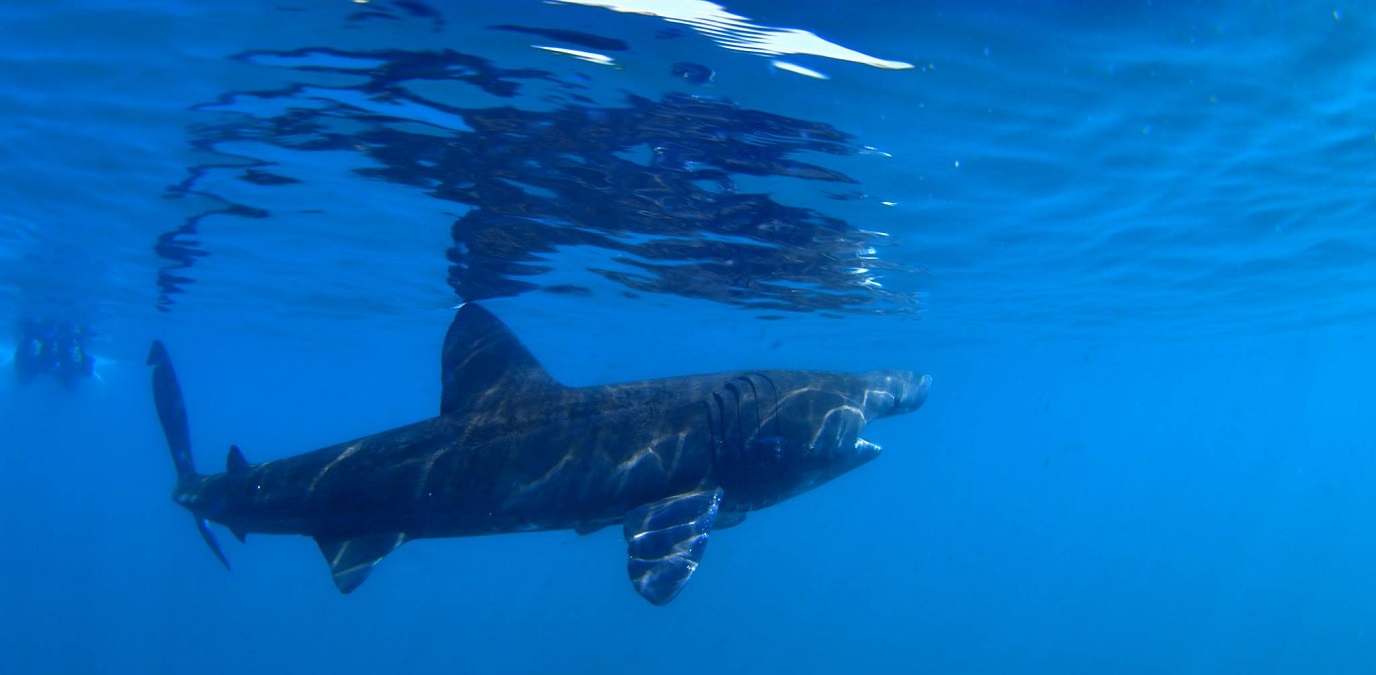Video gravado de barco mostra o momento exato em que um grande tubarão o circunda