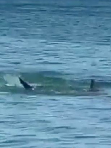 Cenas inéditas de um Tubarão Branco atacando uma Jubarte foram registradas na África do Sul