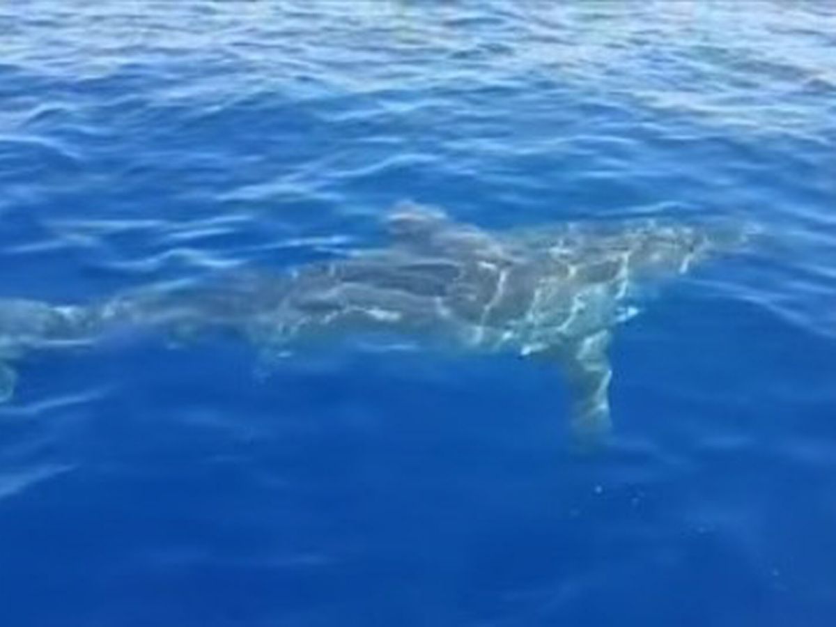 Video gravado de barco mostra o momento exato em que um grande tubarão o circunda