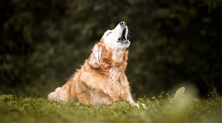 Empresa australiana promove um coral no qual cachorros irão 'cantar' música do Imagine Dragons