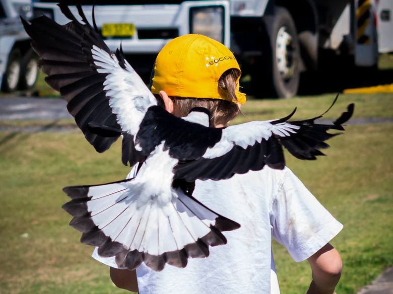 É chegada a temporada das gralhas na primavera australiana