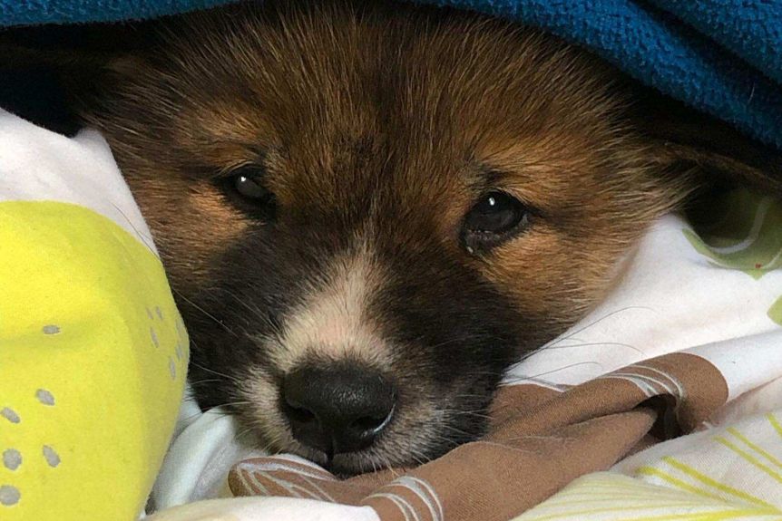 É descoberto na Austrália um raro filhote raça pura de Dingo