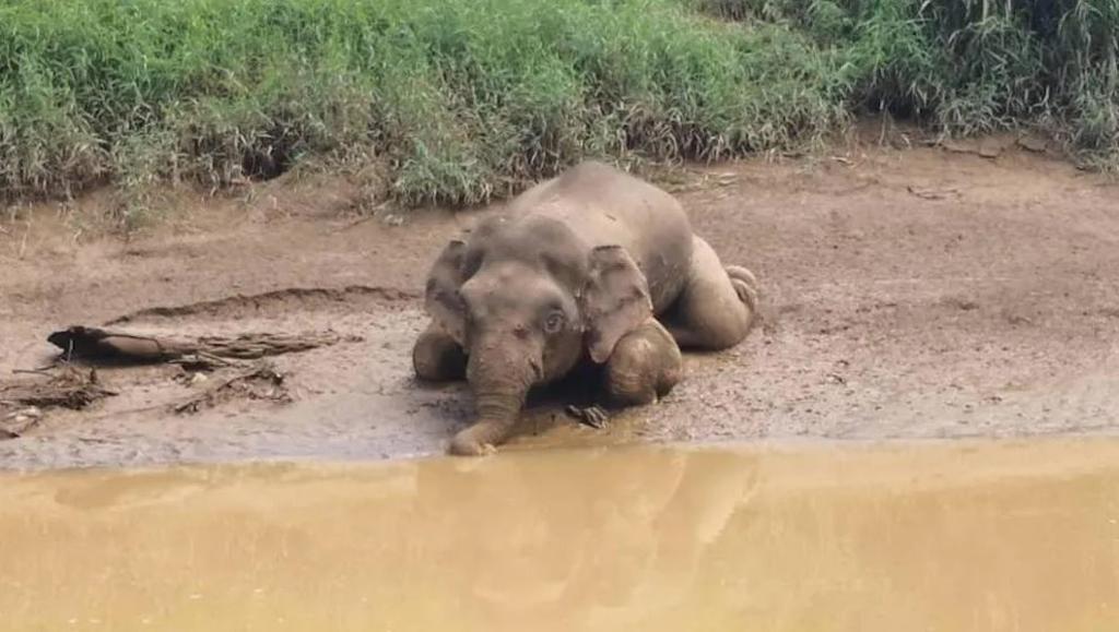 Toxinas na água causam a morte de mais de 300 elefantes na África