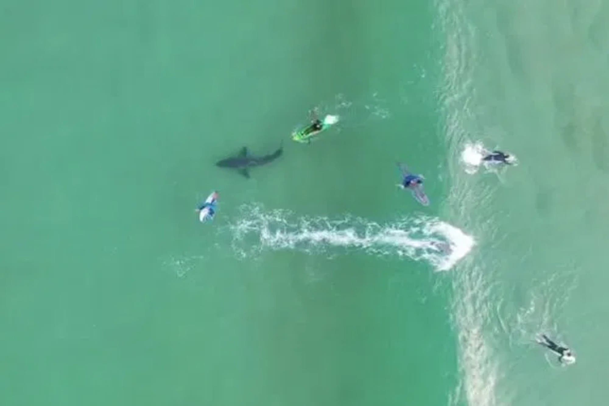 Drone captura momento em que surfistas desavisados são espreitados por tubarão