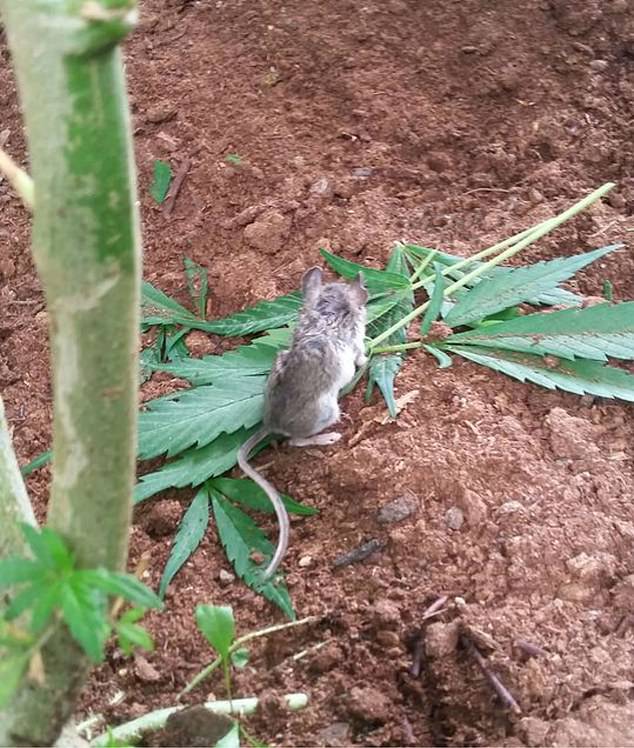 Um adorável ratinho desmaia depois de mastigar folhas de cannabis
