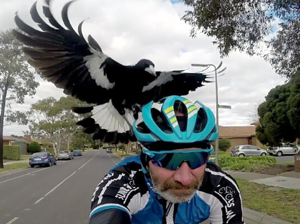 É chegada a temporada das gralhas na primavera australiana