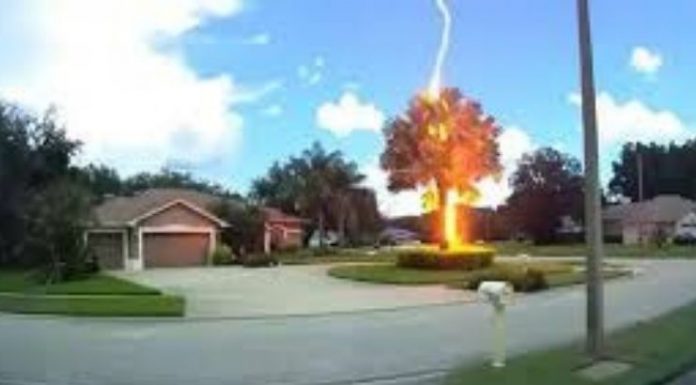 Raio atinge árvore em plena luz de um dia ensolarado
