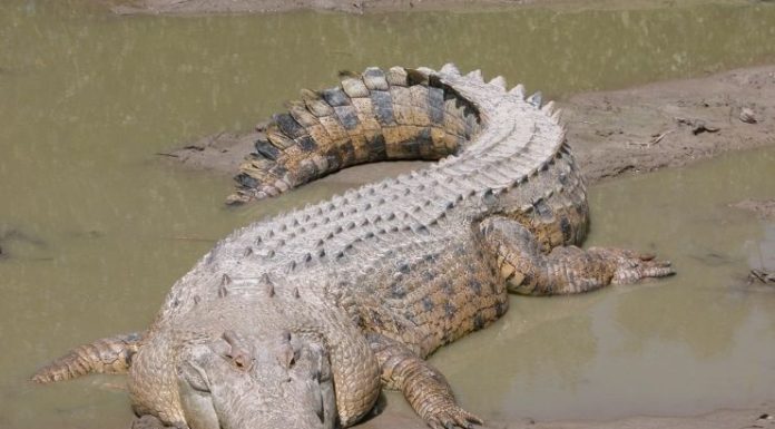 Guardas florestais capturam um crocodilo do tamanho de um carro
