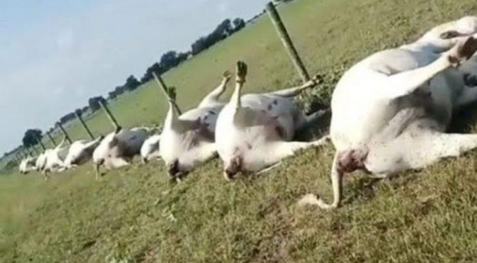 Raio mata rebanho de vacas em fazenda no Texas