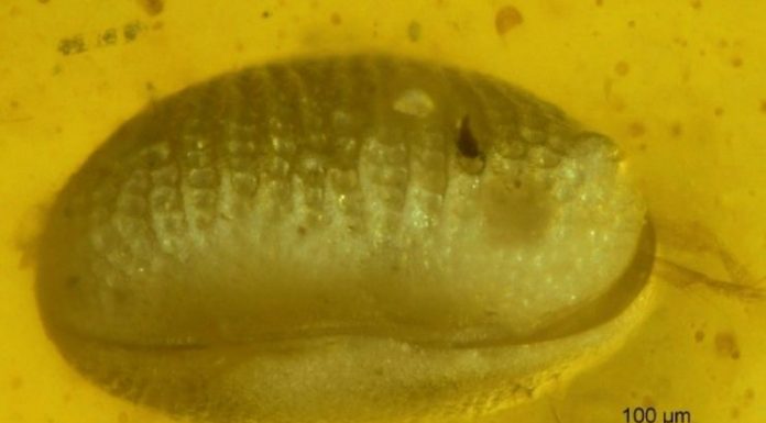Cientistas descobrem células de esperma gigante com 100 milhões de anos