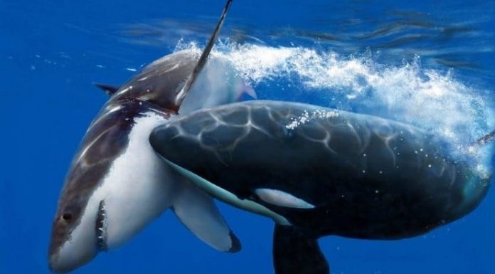 Orcas caçam e devoram seis grandes tubarões brancos