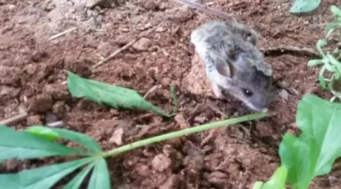 Um adorável ratinho desmaia depois de mastigar folhas de cannabis