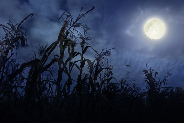 Reino Unido presencia o espetáculo da Lua de Milho