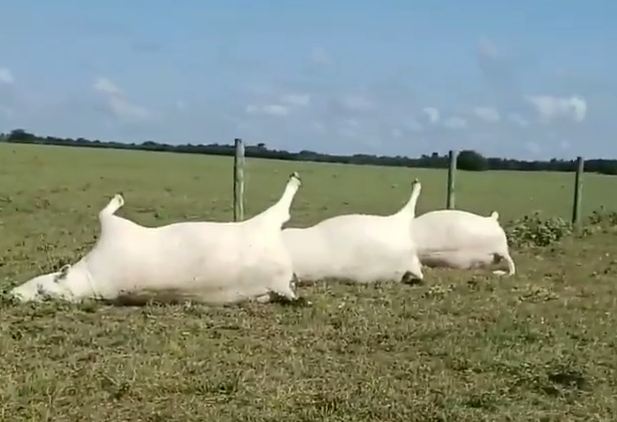 Raio mata rebanho de vacas em fazenda no Texas
