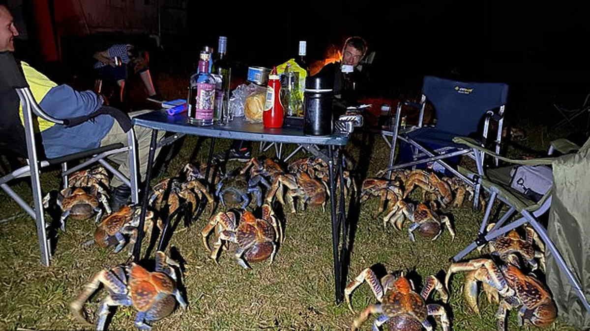 Piquenique em família é invadido por caranguejos gigantes na Austrália