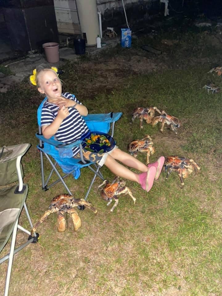 Piquenique em família é invadido por caranguejos gigantes na Austrália
