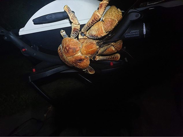 Piquenique em família é invadido por caranguejos gigantes na Austrália