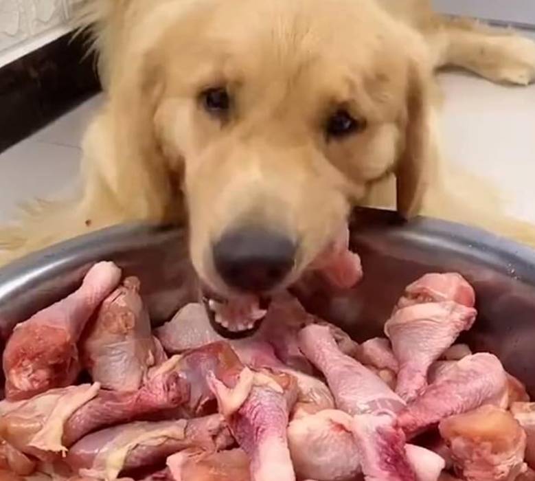 Pastor alemão chora após seu dono lhe dar comida apimentada durante live