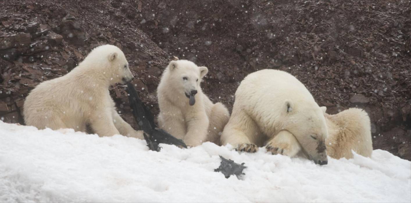 Ursos polares são vistos comendo plástico no Ártico