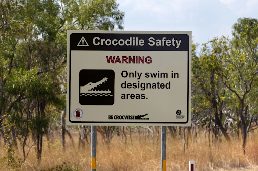 Guardas florestais capturam um crocodilo do tamanho de um carro