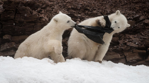 Ursos polares são vistos comendo plástico no Ártico