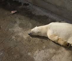 Homem é arrastado de sua cabana e morto por urso polar na Noruega
