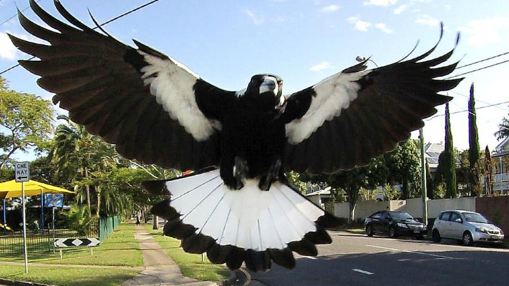É chegada a temporada das gralhas na primavera australiana