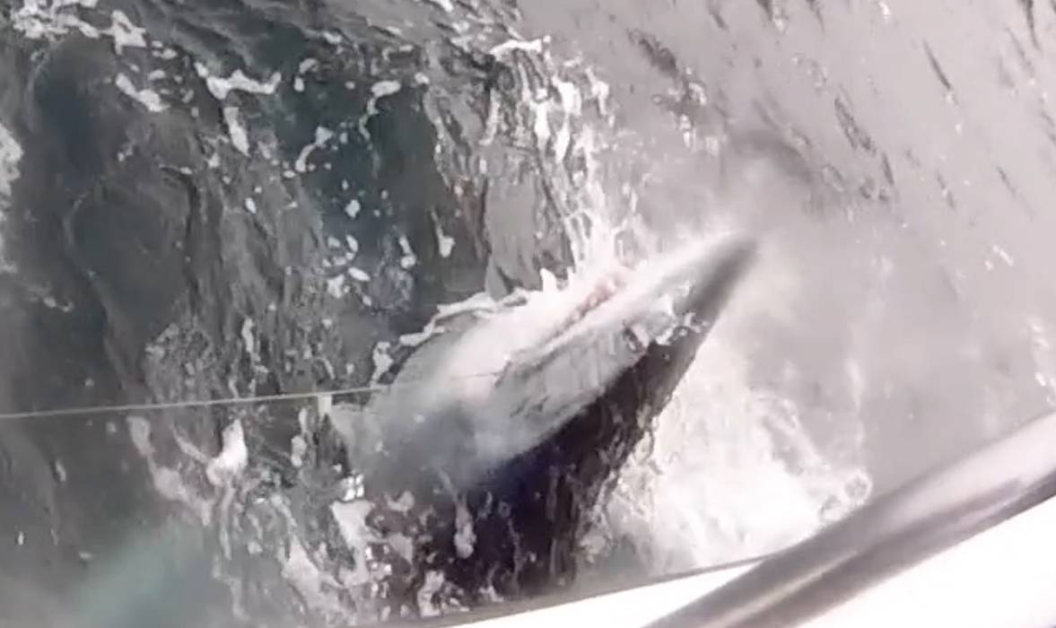 Pescador fisga 'o maior tubarão já capturado com vara em águas britânicas'