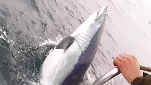 Pescador fisga 'o maior tubarão já capturado com vara em águas britânicas'