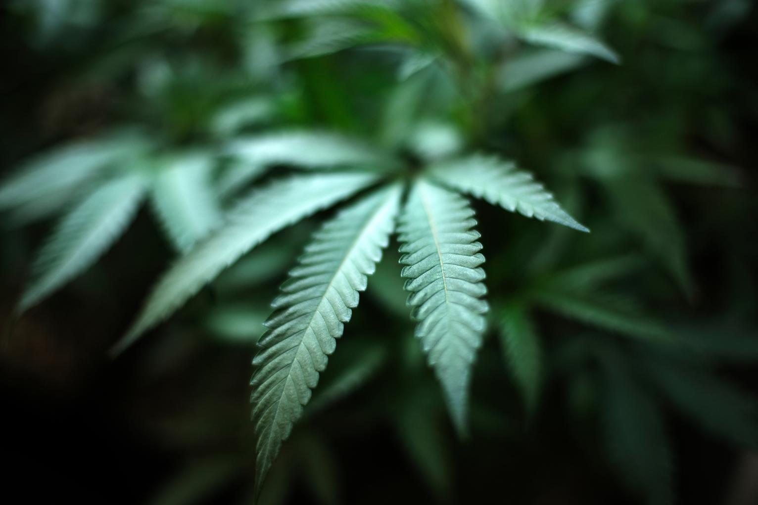 Consumo de cannabis pode envelhecer o cérebro em quase três anos