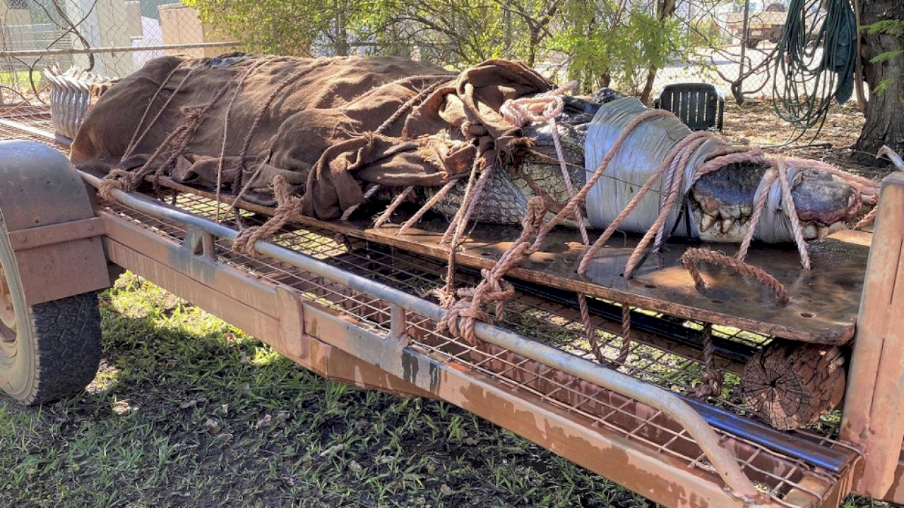 Guardas florestais capturam um crocodilo do tamanho de um carro