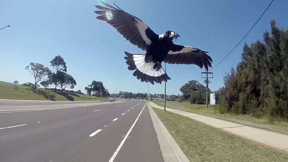 É chegada a temporada das gralhas na primavera australiana