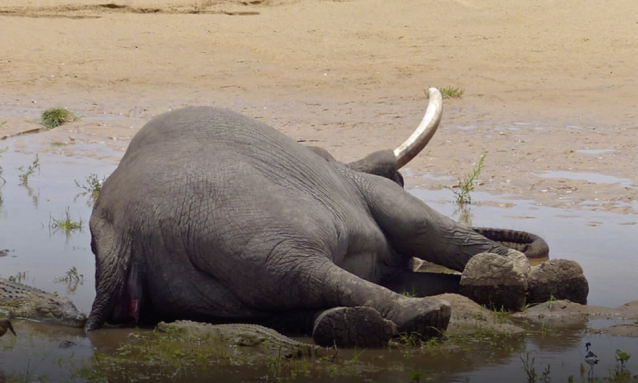 Toxinas na água causam a morte de mais de 300 elefantes na África