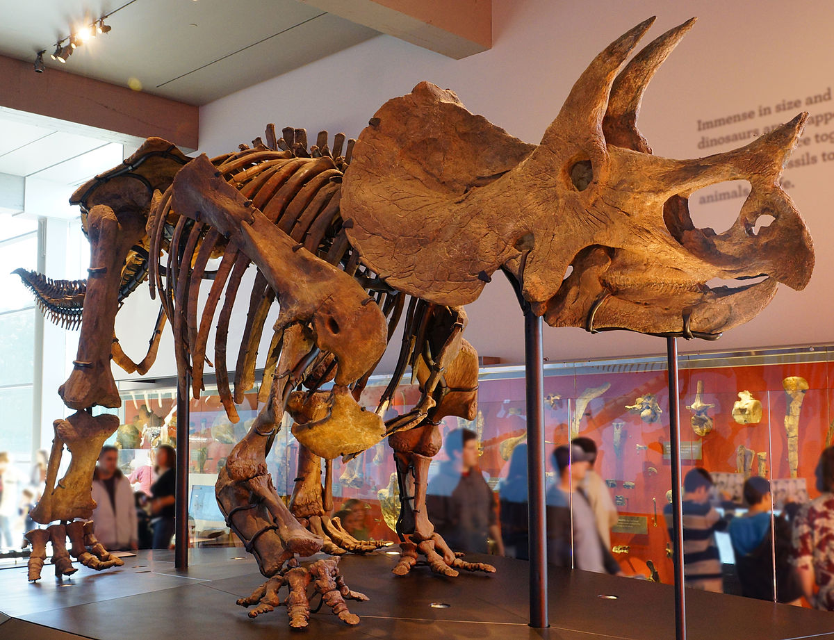 Cientistas buscam pela verdade por trás dos Duelos de Dinossauros