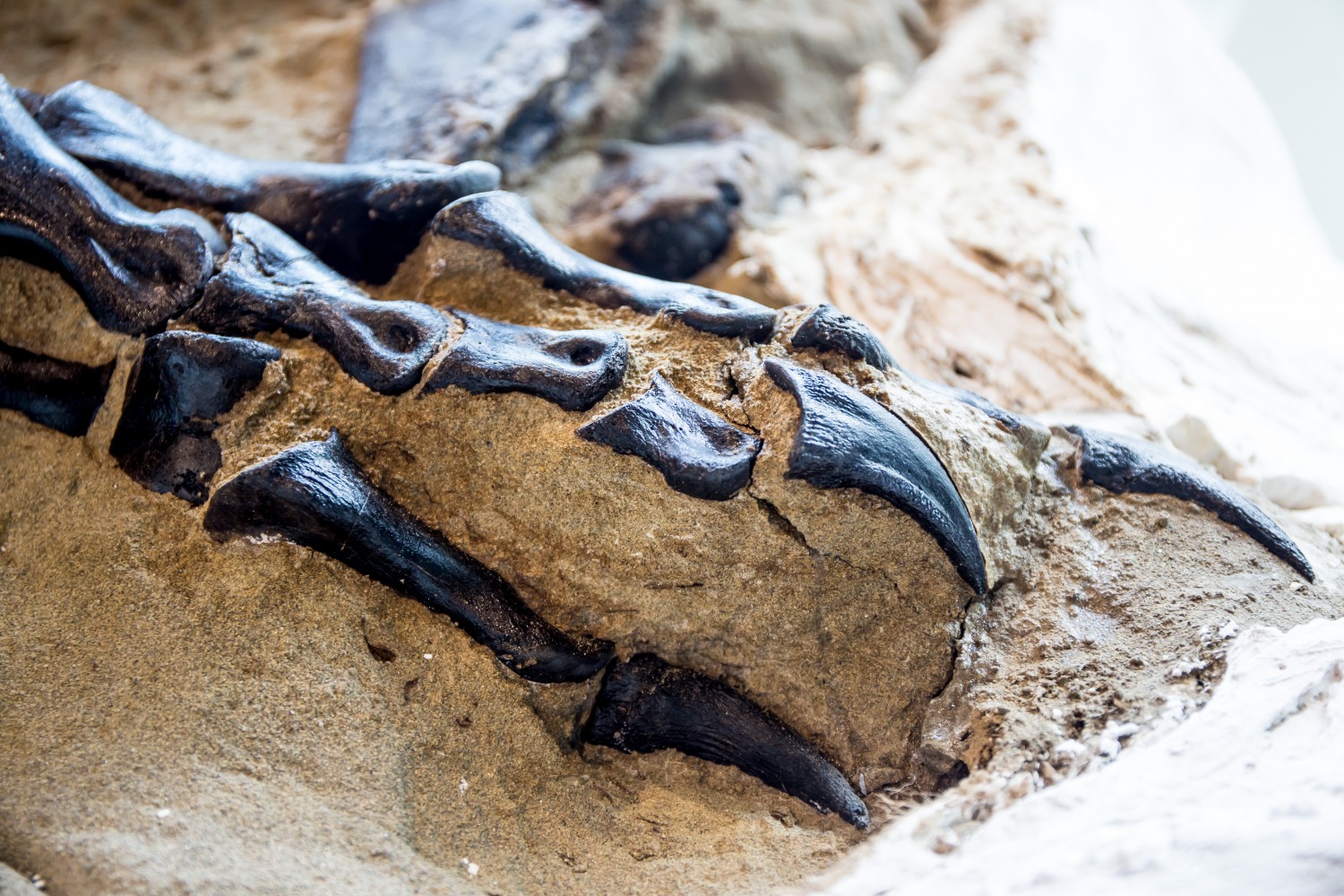 Cientistas buscam pela verdade por trás dos Duelos de Dinossauros